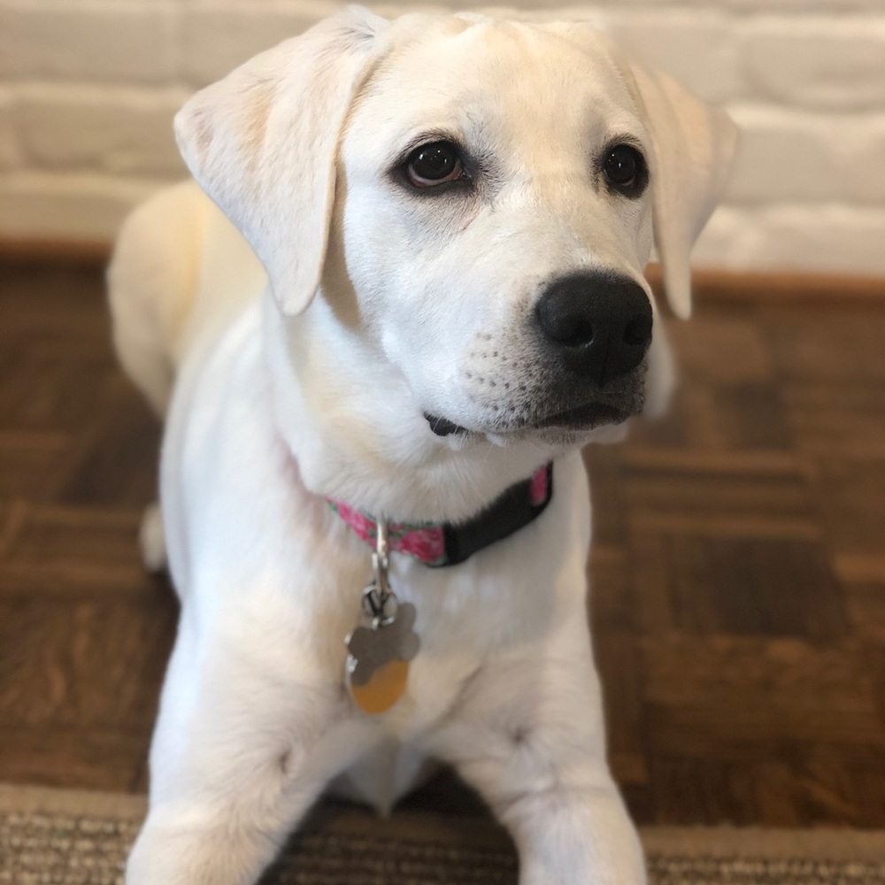 Meet your Posher, Katie